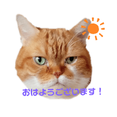 [LINEスタンプ] キャラメルにゃんこのQ太朗