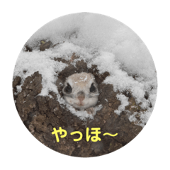 [LINEスタンプ] 北海道エゾモモンガ的ゆるい写真スタンプ