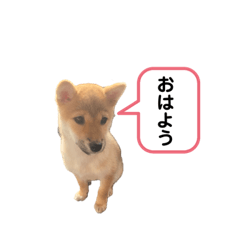 [LINEスタンプ] 柴犬メヌエットメッセージスタンプ3
