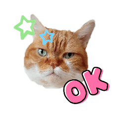 [LINEスタンプ] キャラメルにゃんこQ太朗の日常