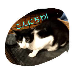 [LINEスタンプ] CAT RUU3