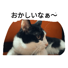 [LINEスタンプ] CAT RUU5