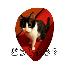 [LINEスタンプ] CAT RUU6