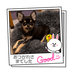 [LINEスタンプ] チワワのこなつ＆なぎ
