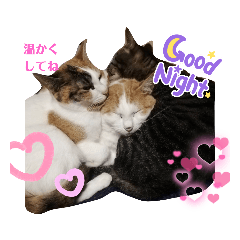 [LINEスタンプ] 家の猫ズ@2021秋