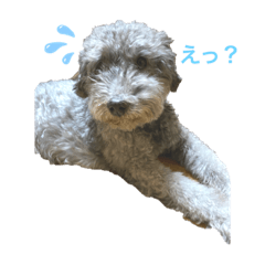 [LINEスタンプ] トイプのひと言