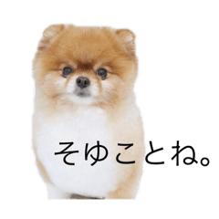 [LINEスタンプ] 歌舞伎町の ポメラニアン