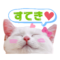 [LINEスタンプ] 短足だってイイ！きゃわわ実写キティちゃん