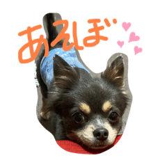 [LINEスタンプ] チワワのミロち