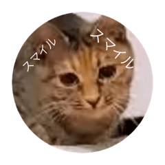 [LINEスタンプ] ガッシー2階ねこーず2021冬バージョン