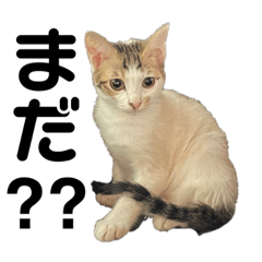 [LINEスタンプ] しわおとしあわせ