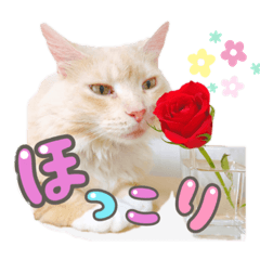 [LINEスタンプ] 気ままな猫達12