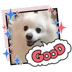[LINEスタンプ] ポメラニアンのコタくん
