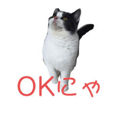 [LINEスタンプ] おうち猫はなちゃんのスタンプ3