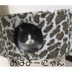 [LINEスタンプ] おうち猫はなちゃんのスタンプ4