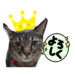 [LINEスタンプ] 猫。ゆきち日和②