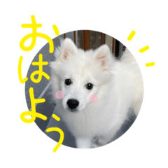 [LINEスタンプ] 日本スピッツの使えるスタンプ