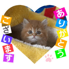 [LINEスタンプ] ねこまーち プレミアムプリンセス