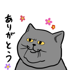 [LINEスタンプ] 猫スタンプブリティッシュショートヘア専用