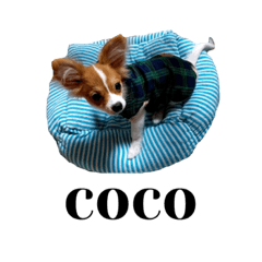 [LINEスタンプ] cocoちゃんすたんぷ2