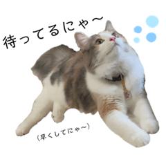 [LINEスタンプ] 愛猫シエル【あいさつ】