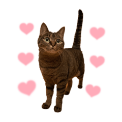 [LINEスタンプ] 庭からやってきた猫ニワカラ