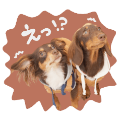 [LINEスタンプ] ♡ルビーちゃん＆エクレアちゃん