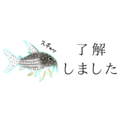 [LINEスタンプ] 熱帯魚・敬語省スペース
