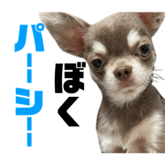 [LINEスタンプ] ぼくパーシー