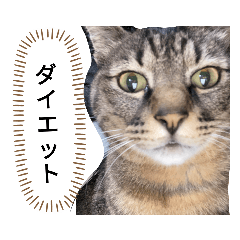 [LINEスタンプ] 猫。ゆきち日和③