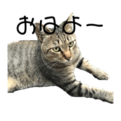 [LINEスタンプ] 近所の猫ぽんたくんのスタンプ4