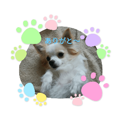 [LINEスタンプ] 癒やしのかわいさメッセージスタンプ☆