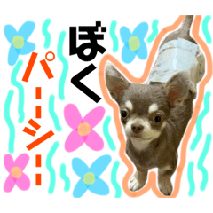 [LINEスタンプ] ぼくパーシー2