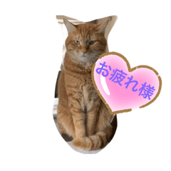 [LINEスタンプ] 猫スタンプ チャライト