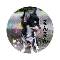 [LINEスタンプ] 犬のチョコ君5❤