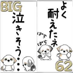 [LINEスタンプ] 【Big】シーズー 62『内緒で送ろう』の画像（メイン）