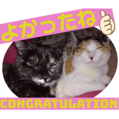 [LINEスタンプ] 猫愛スタンプ ❹