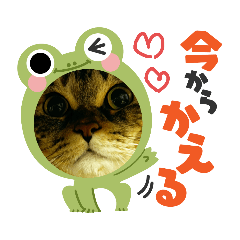 [LINEスタンプ] いろんな感情真顔ねこ