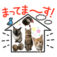 [LINEスタンプ] チャトラくん生後6週目～先住猫色々