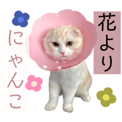 [LINEスタンプ] ウミコム日記フォロワー様スタンプ②