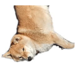 [LINEスタンプ] 柴犬ころ(日常編2)
