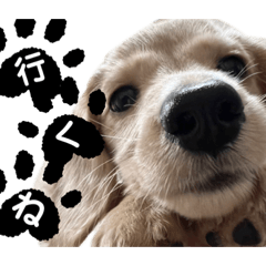 [LINEスタンプ] テオくんだよ。