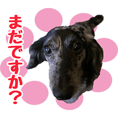 [LINEスタンプ] びびすたんぷ★