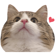 [LINEスタンプ] くらまのまいにち♡♡