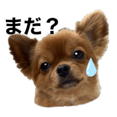 [LINEスタンプ] ちゃちゃんぷぅ