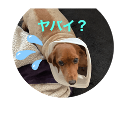 [LINEスタンプ] ダックスと毎日