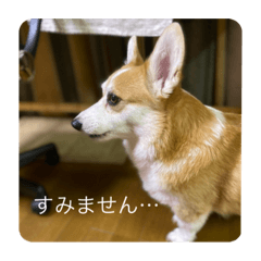 [LINEスタンプ] 北海道コーギーのりんちゃんII