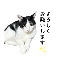 [LINEスタンプ] 白黒ハチワレ猫サン