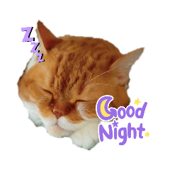 [LINEスタンプ] キャラメルにゃんこのQたろう 日常使い