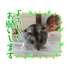 [LINEスタンプ] ジャンガリアンハムスターのはなちゃん②